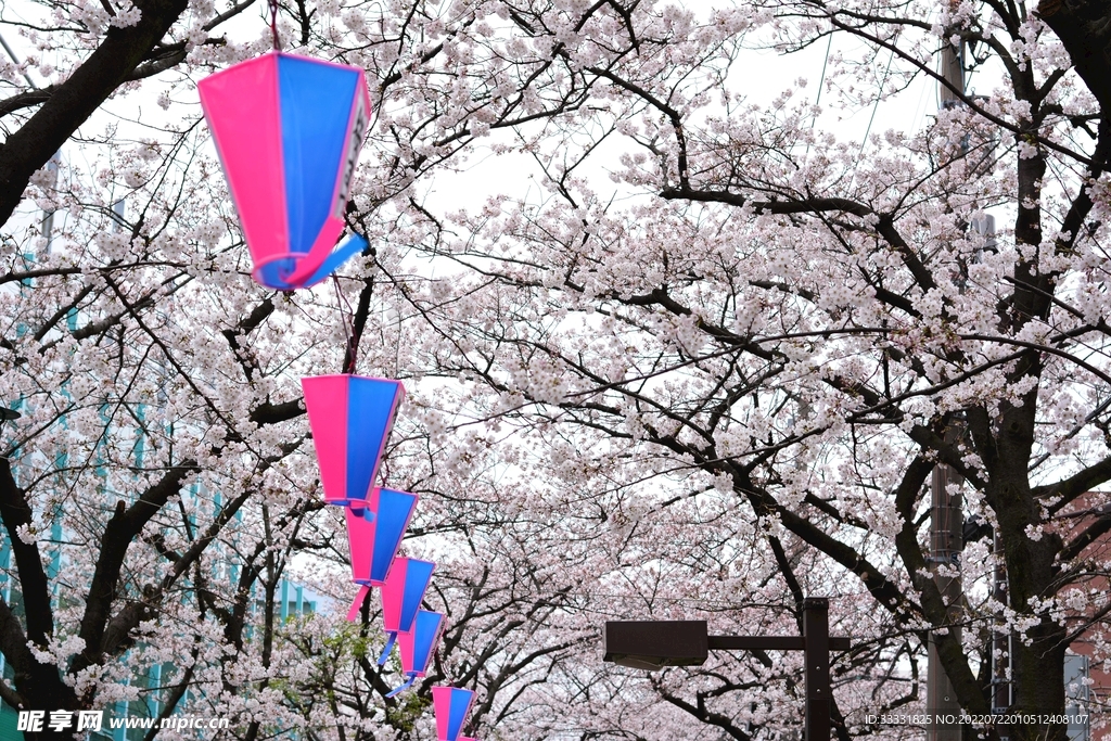 樱花