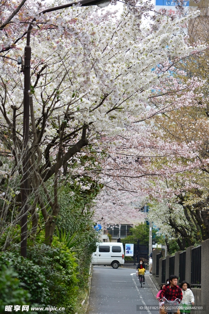 樱花