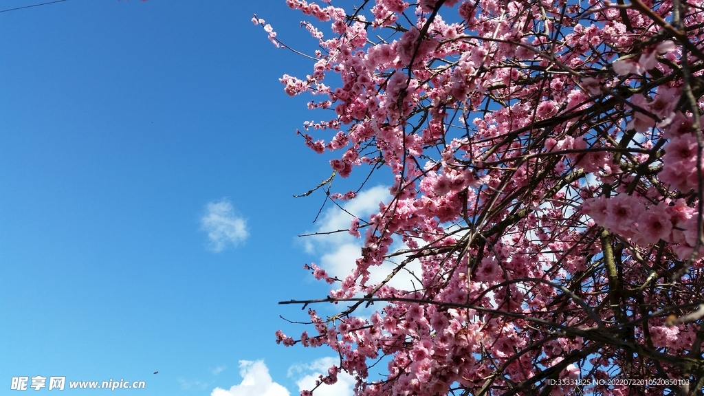 樱花