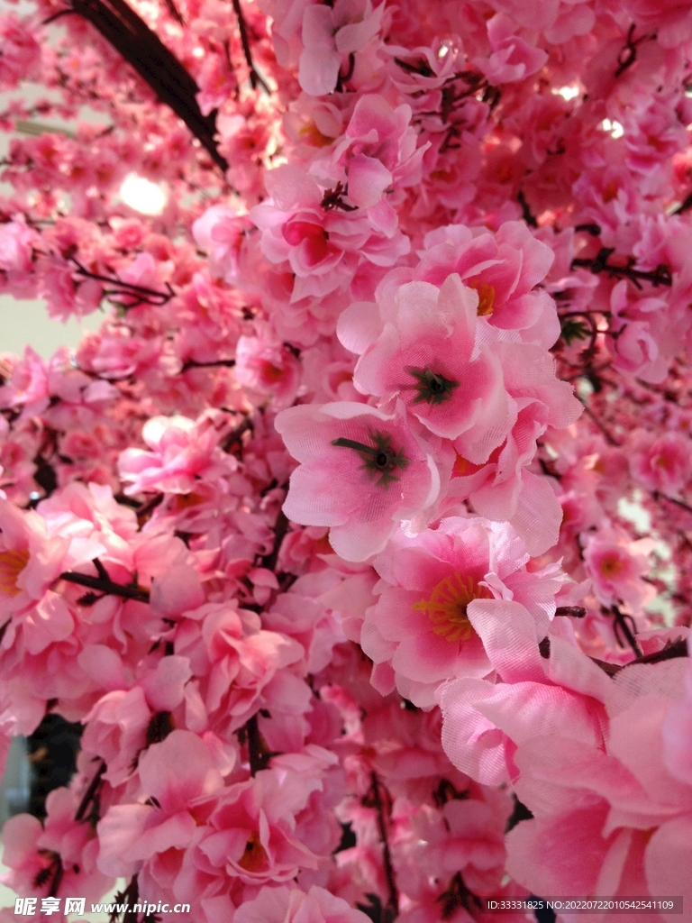 樱花
