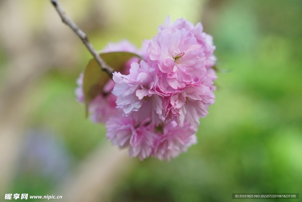 樱花