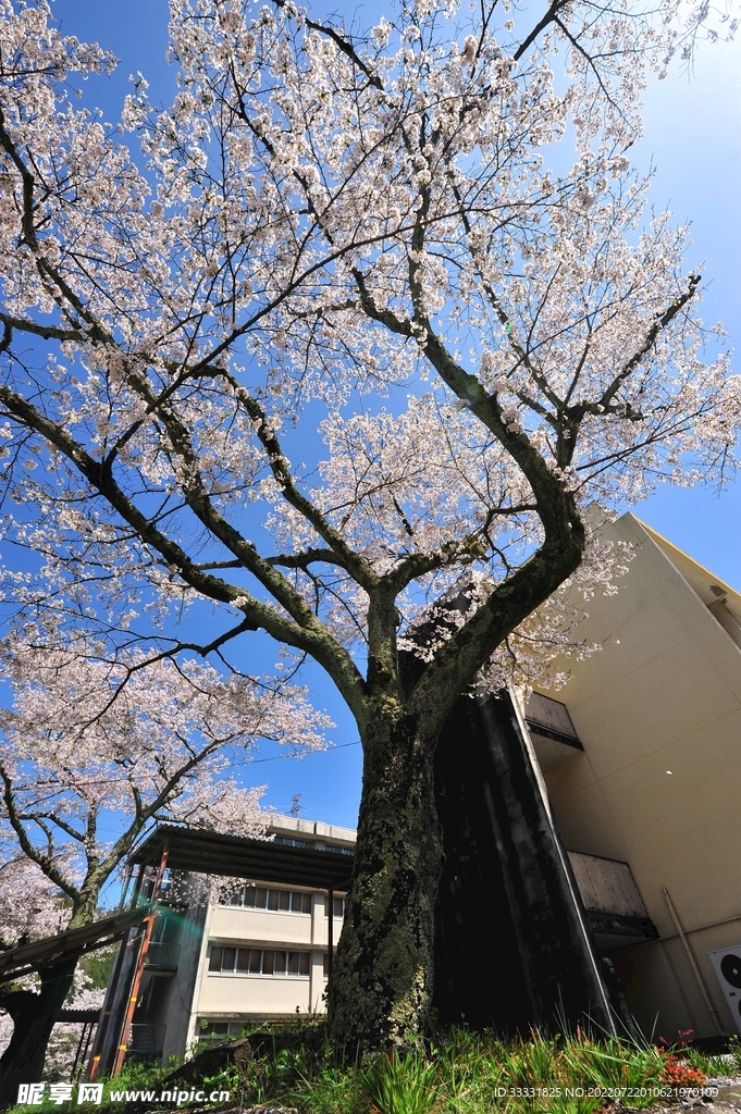 樱花