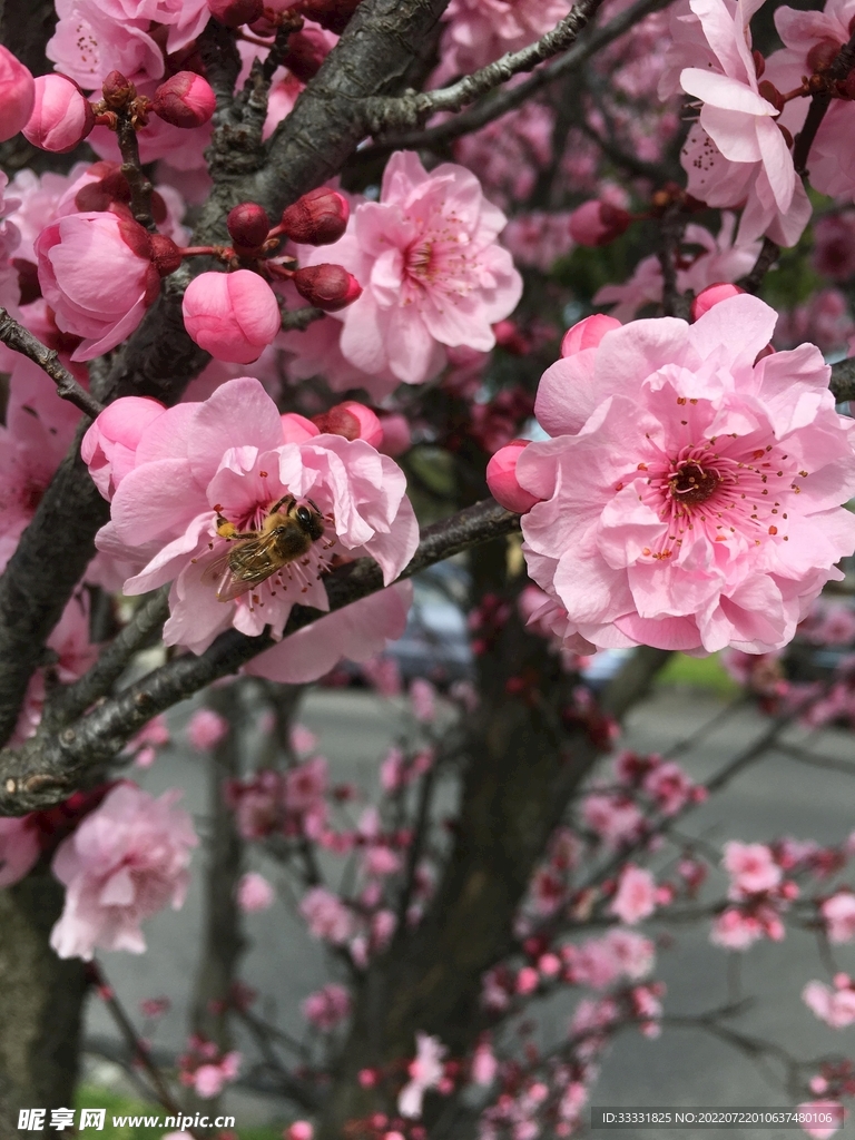 樱花