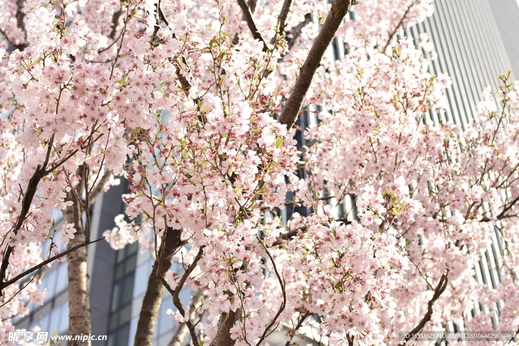 樱花