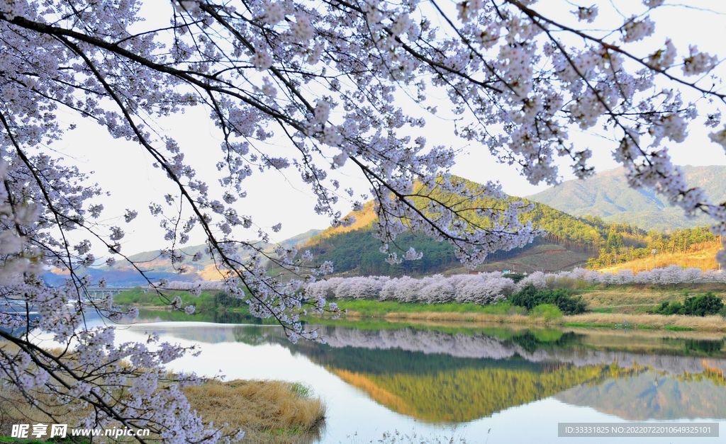 樱花
