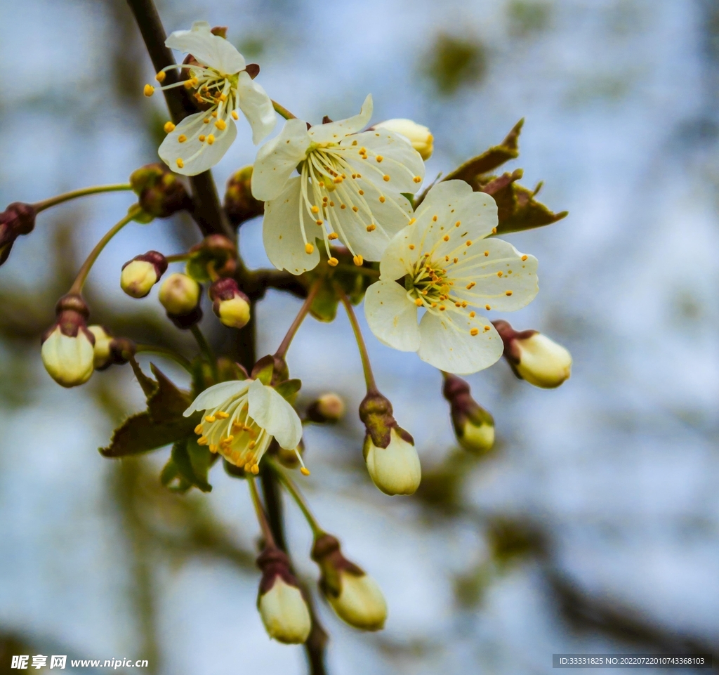 樱花