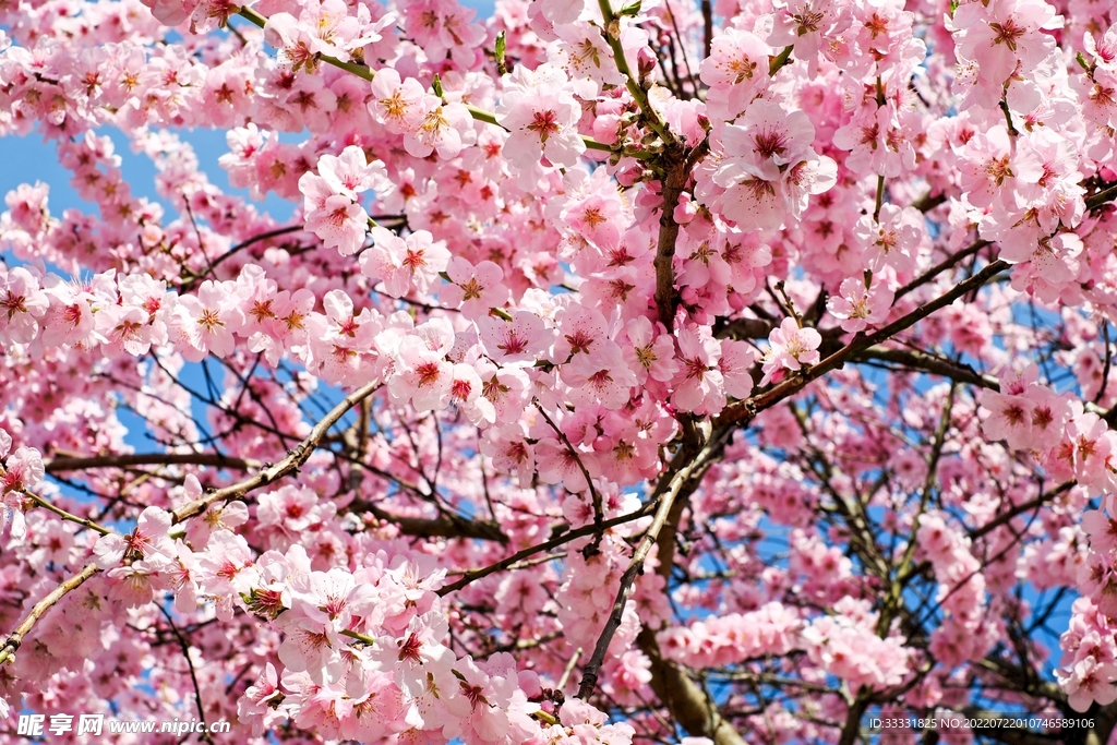 樱花