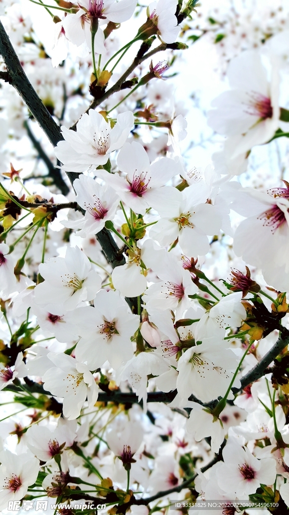 樱花