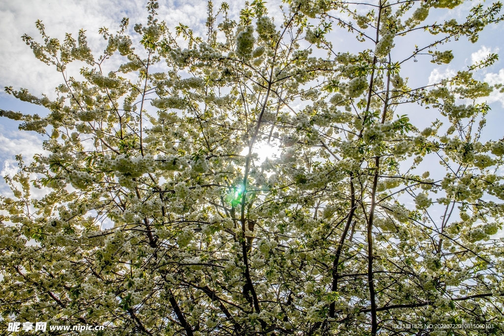 樱花