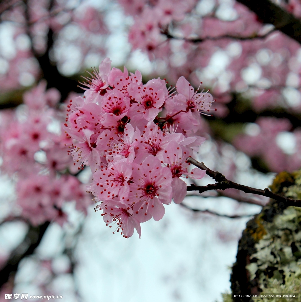 樱花