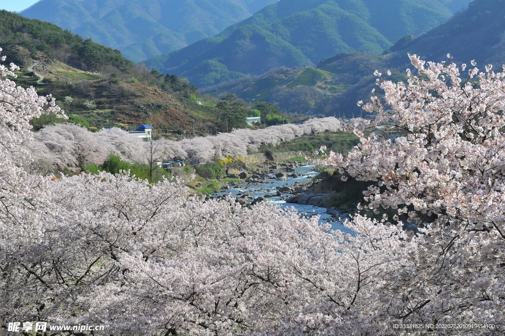 樱花