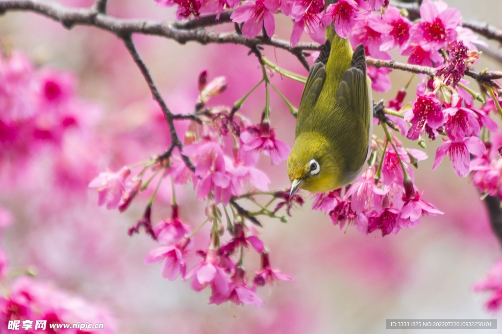 樱花