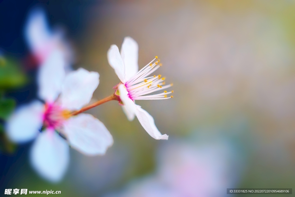 樱花