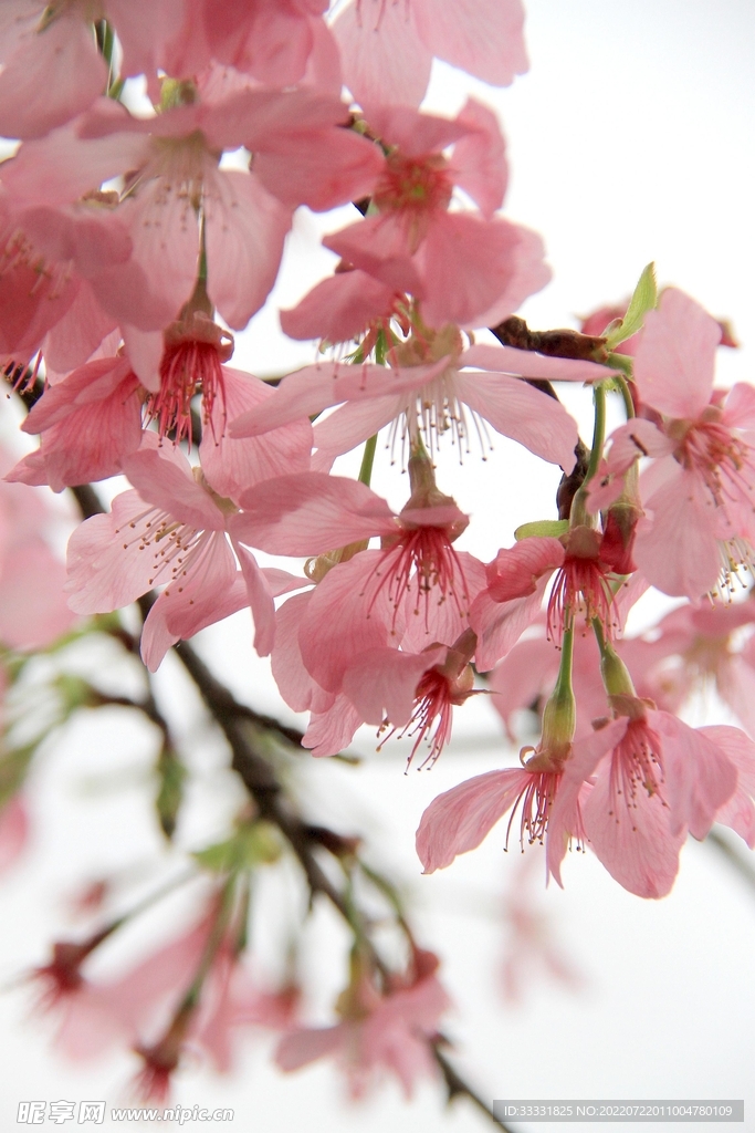樱花