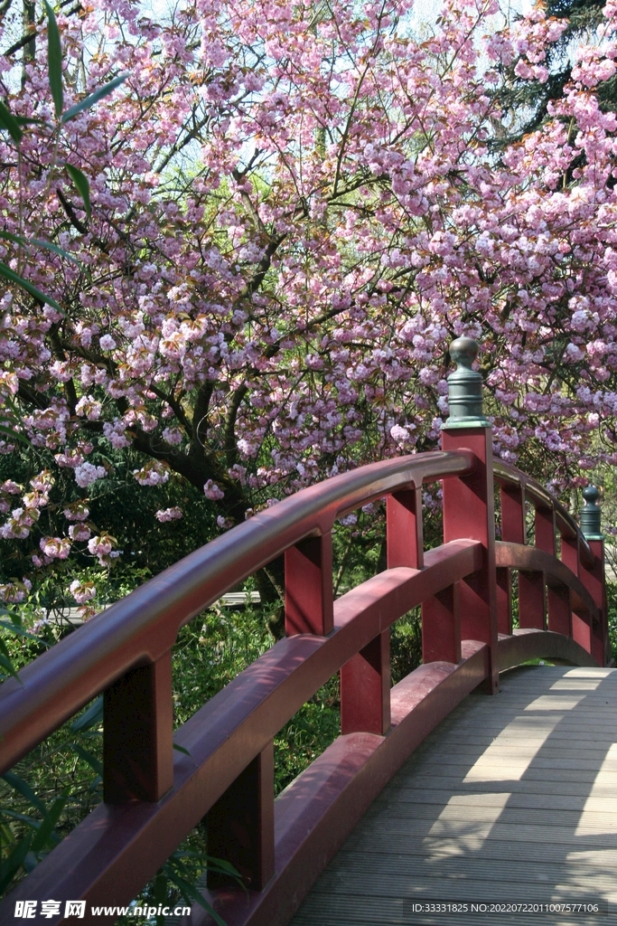 樱花