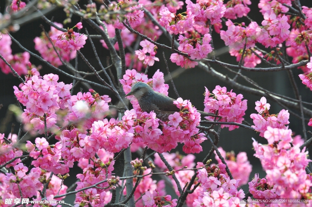 樱花