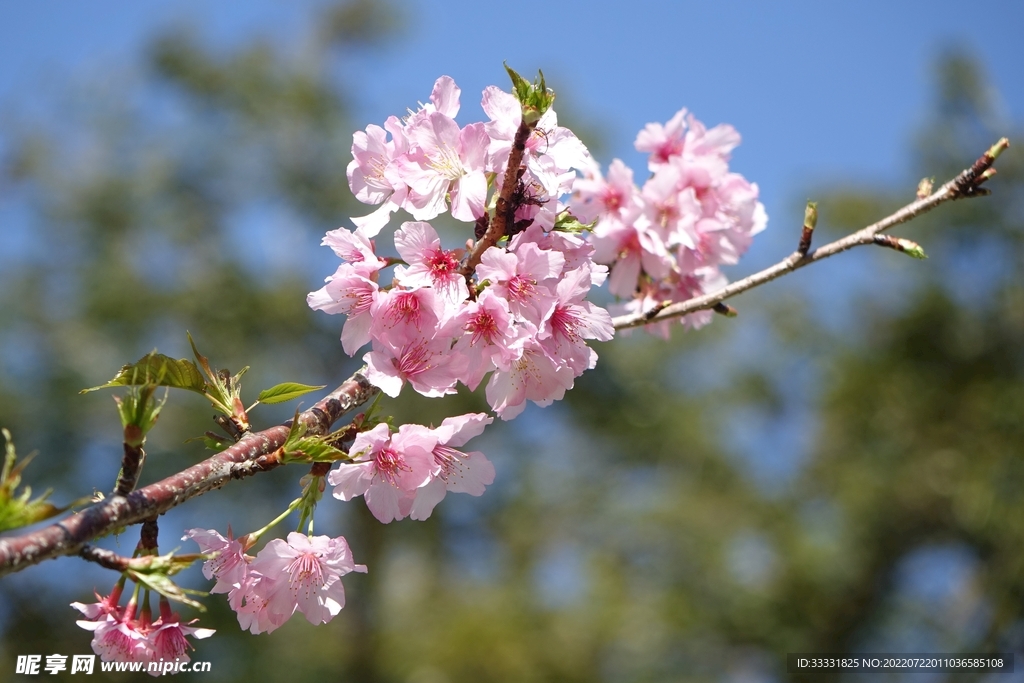 樱花