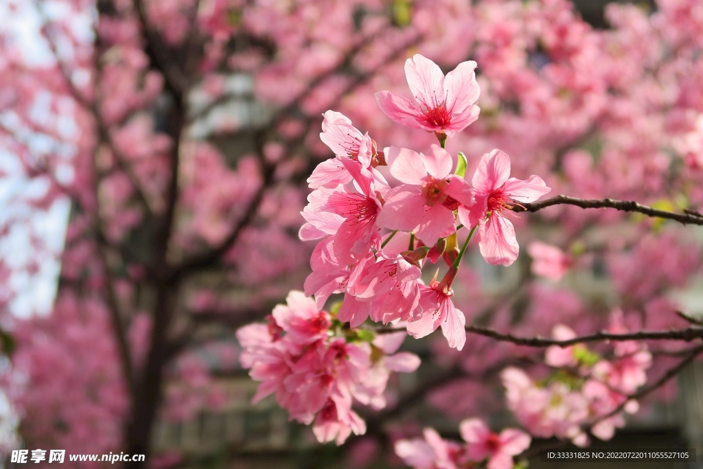 樱花