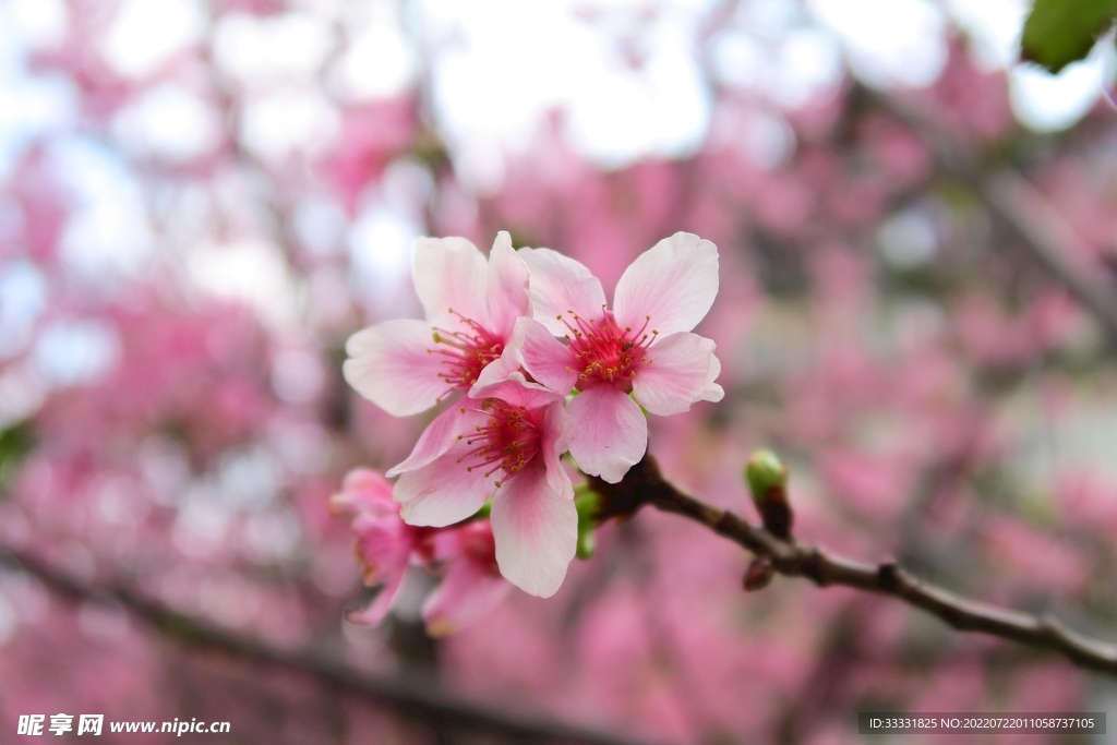 樱花