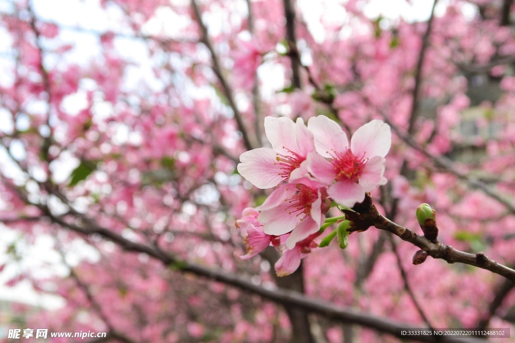 樱花