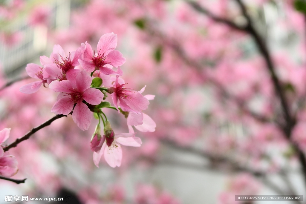 樱花