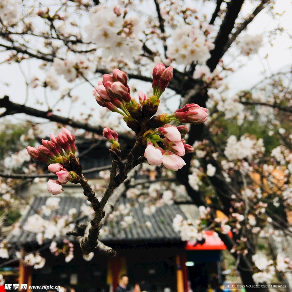 樱花