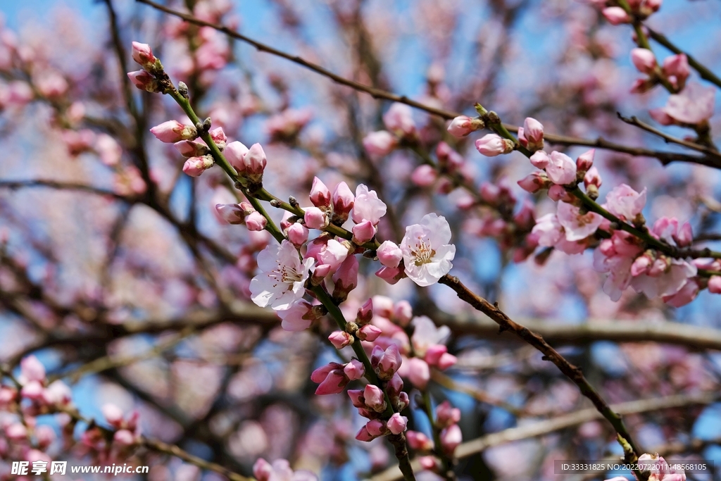 樱花