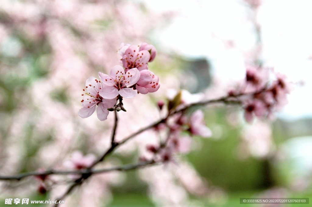 樱花