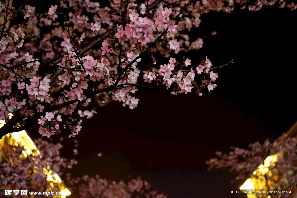 樱花