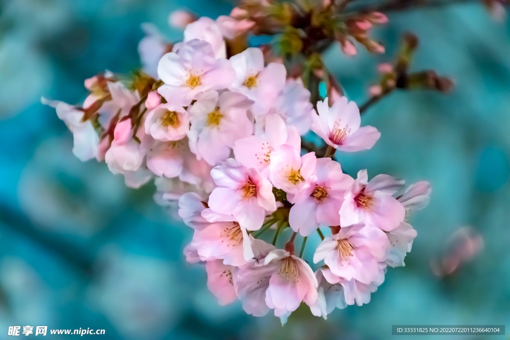 樱花