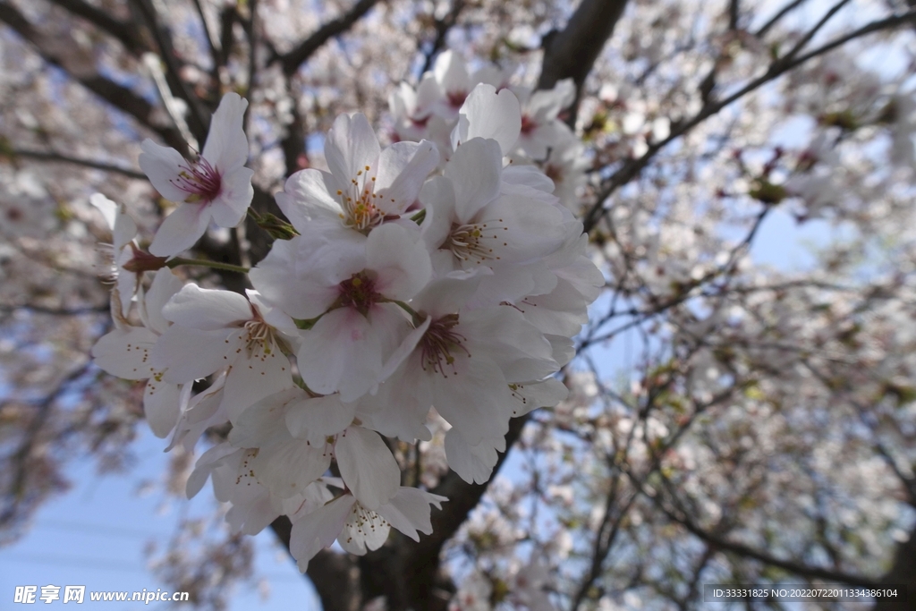 樱花