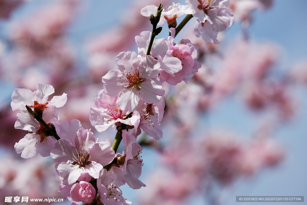 樱花