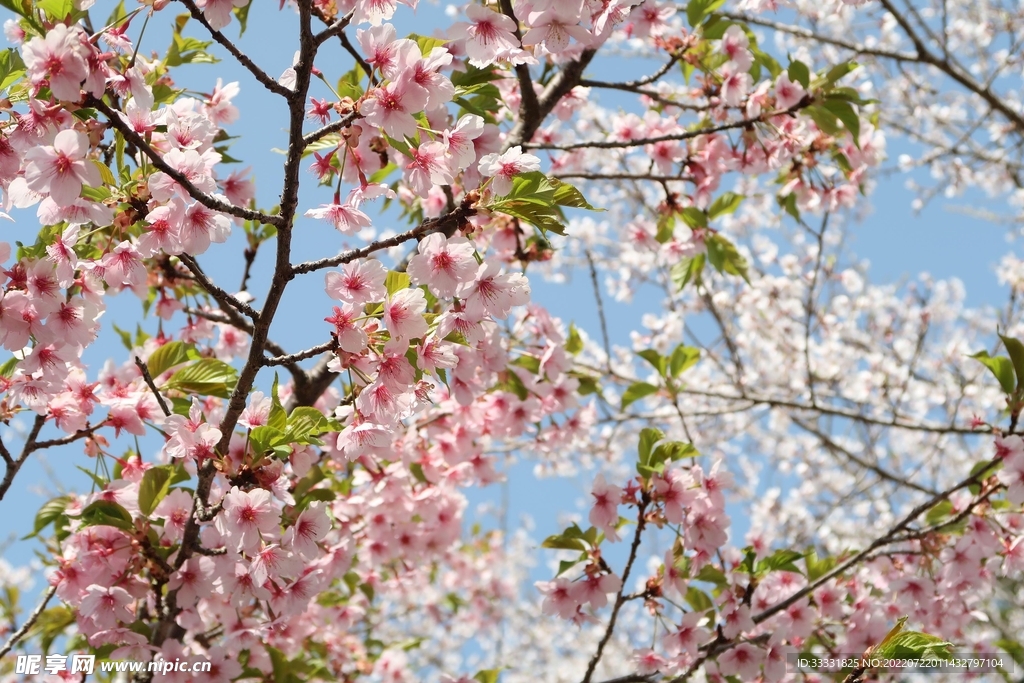 樱花