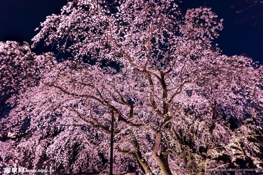 樱花