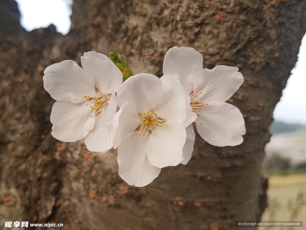 樱花
