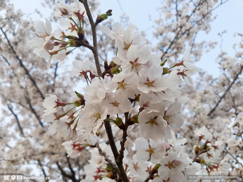 樱花