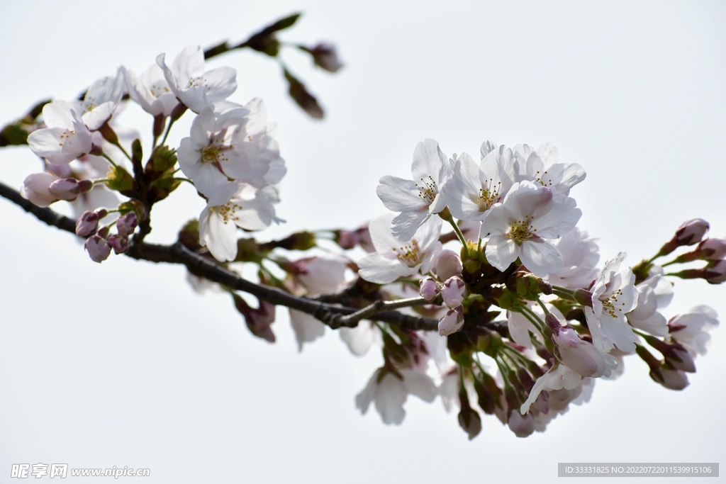 樱花