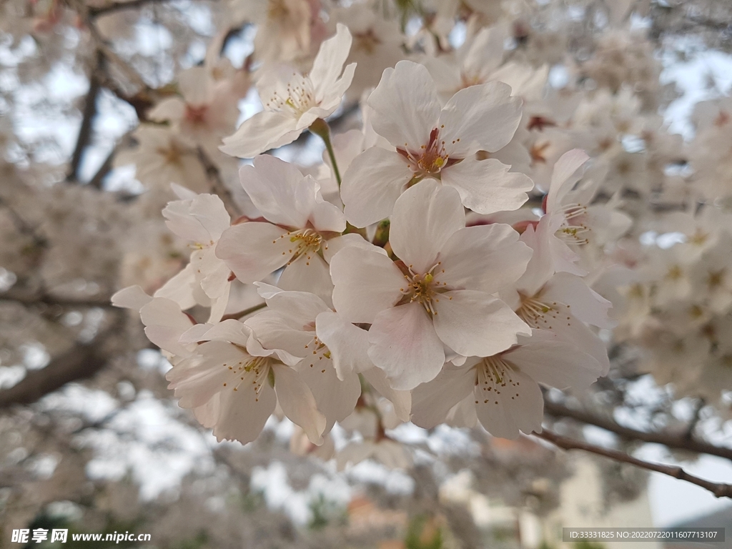 樱花