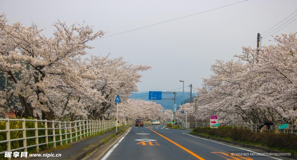 樱花
