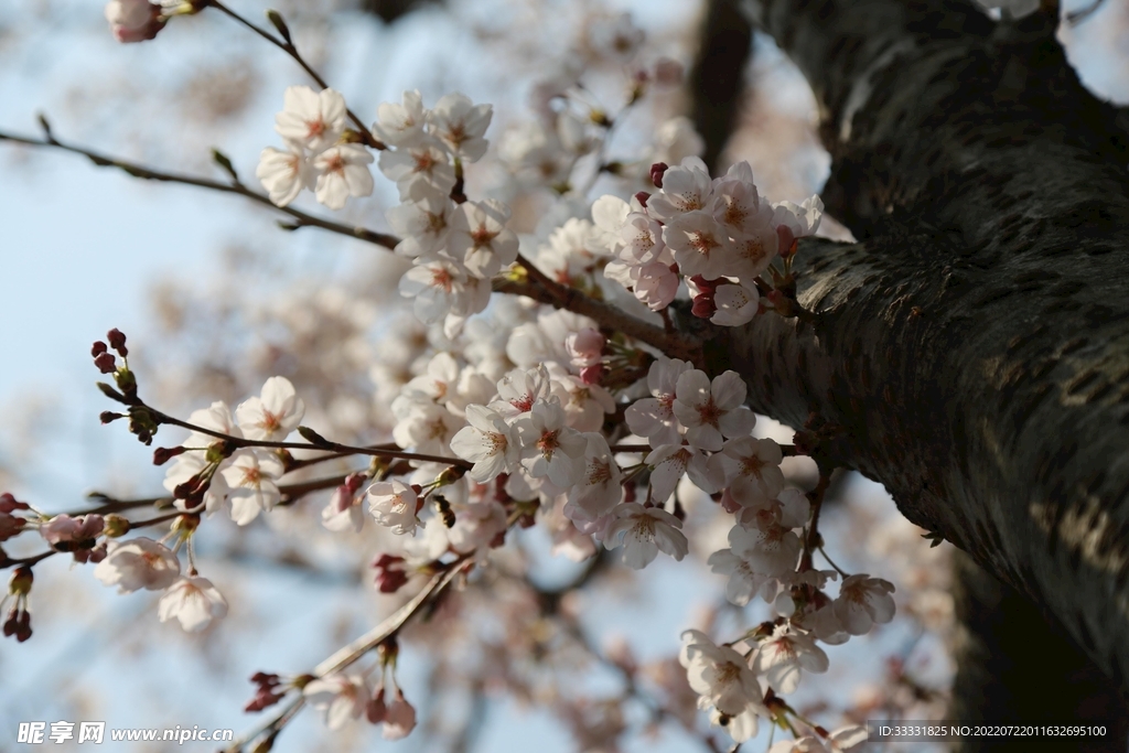 樱花