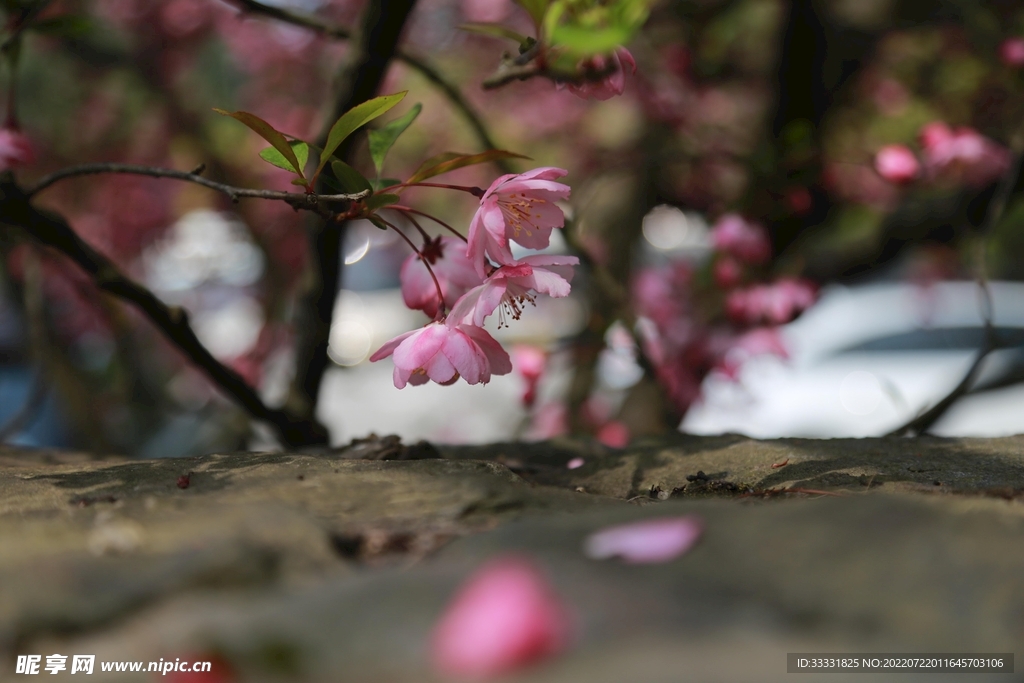 樱花