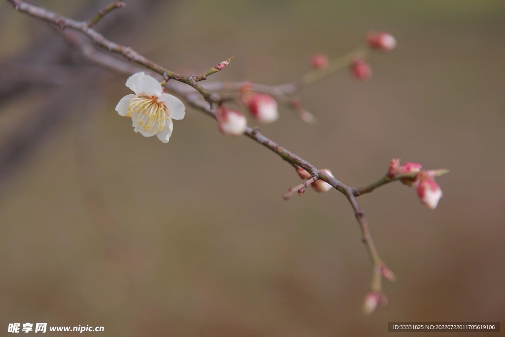 樱花