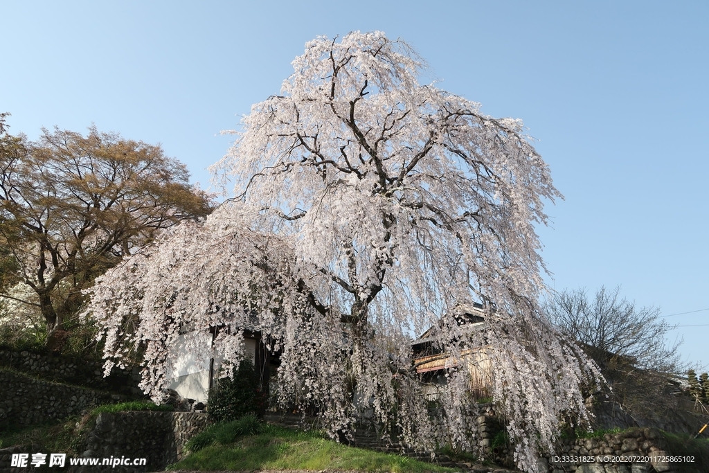 樱花