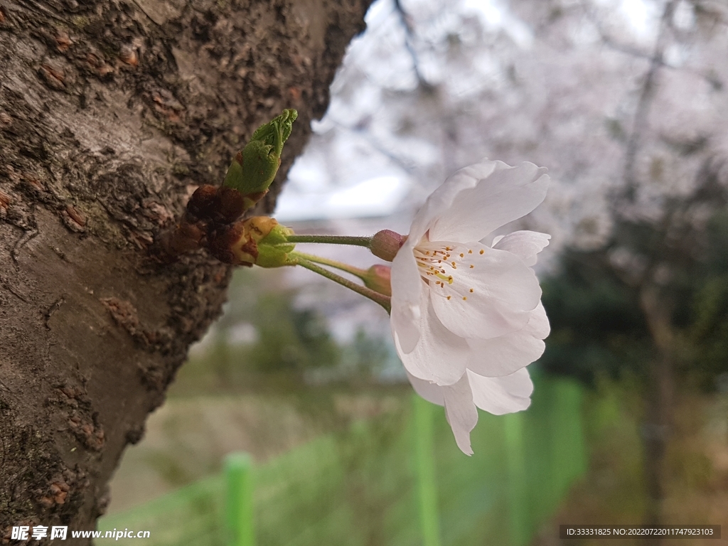 樱花
