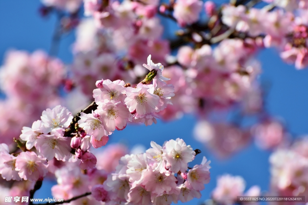 樱花