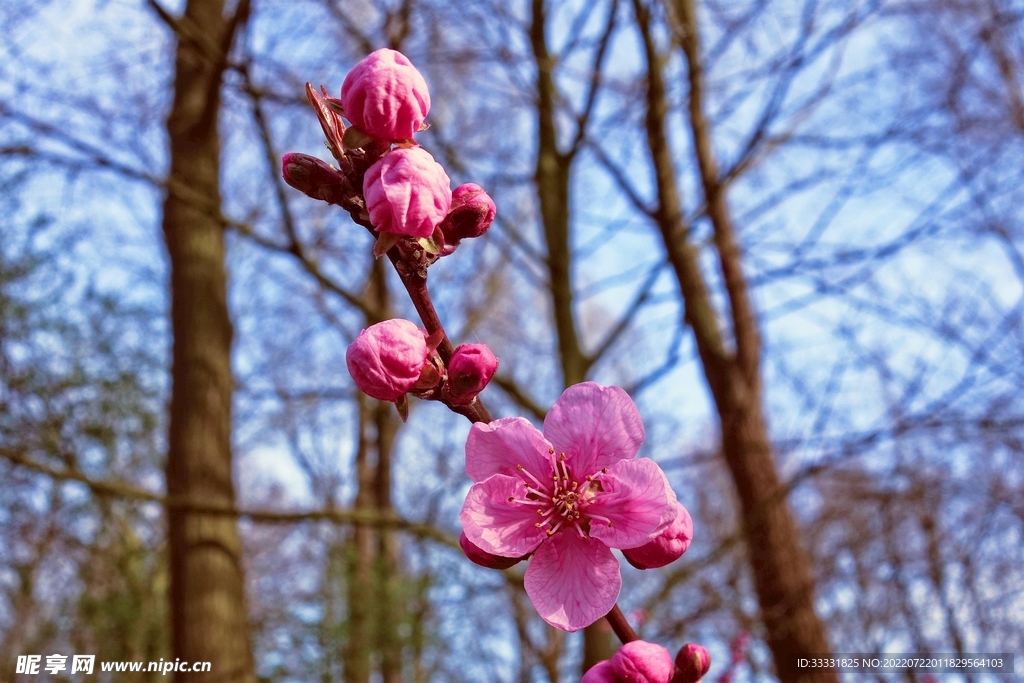 樱花
