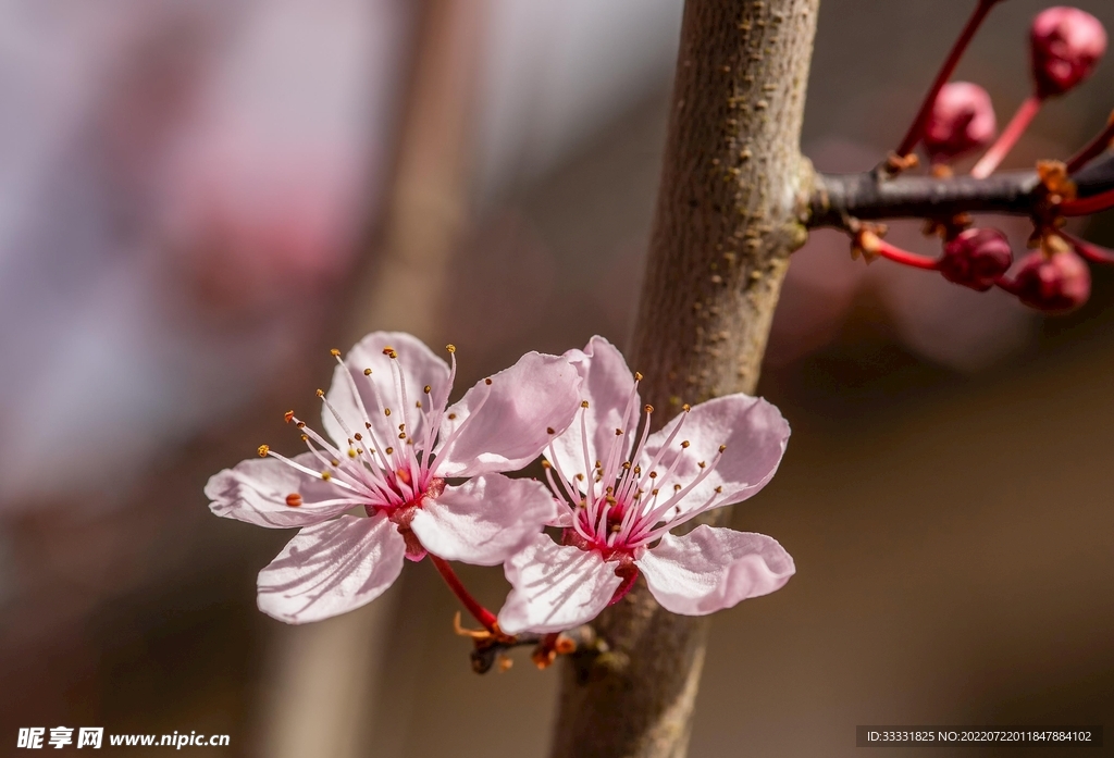 樱花