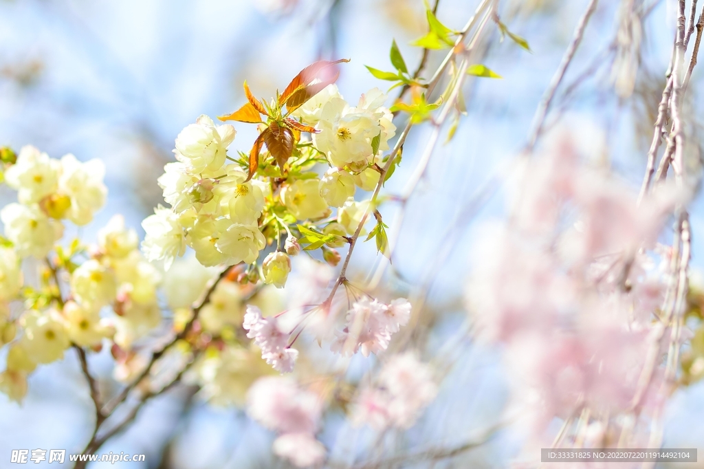 樱花