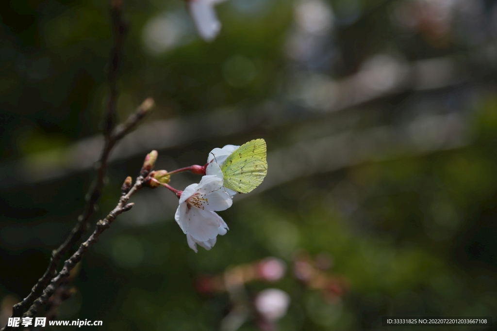 樱花