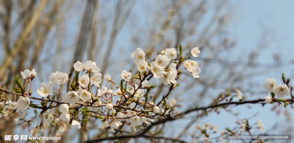 樱花